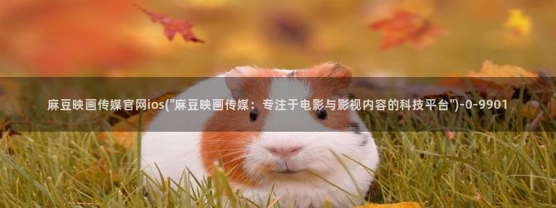 麻豆视频联系页面