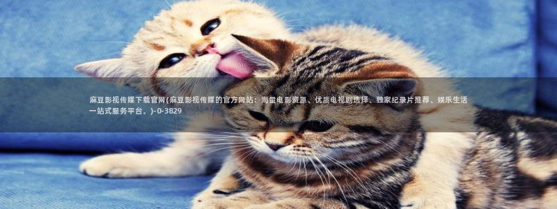麻豆视频在线观看